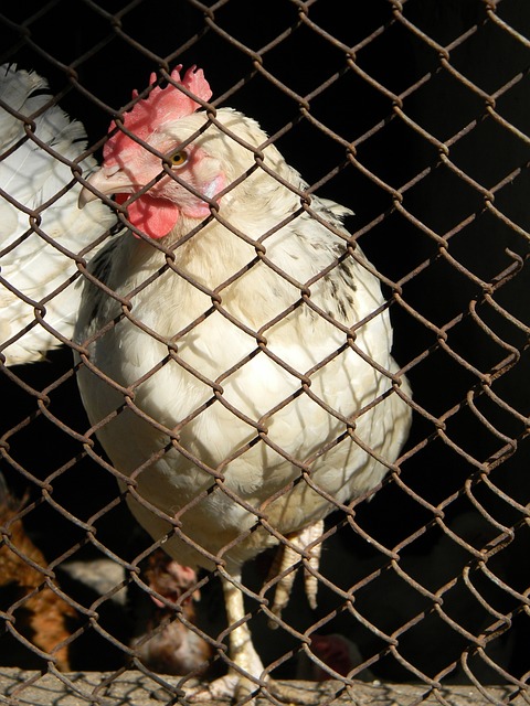 領航猿展現 領航猿展現